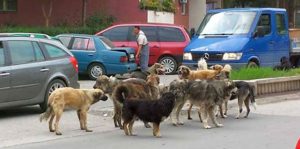 Глутница кучиња речиси секојдневно напаѓаат минувачи, ги има многу и на кејот на Вардар