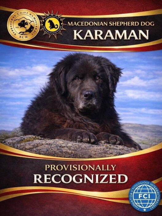 Меѓународната кинолошка федерација ја призна расата караман како автентично македонско куче