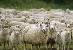 АХВ со итни мерки по појавата на сипаници кај овци и кози