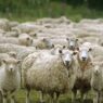 АХВ со итни мерки по појавата на сипаници кај овци и кози