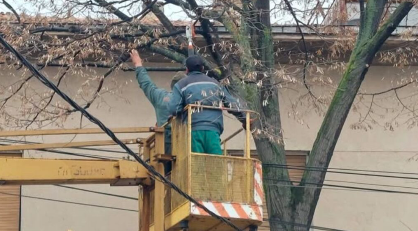 Комуналец Прилеп: Заврши кастрењето на дрвјата по улицата Сотка Горѓиоски