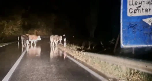 20 супер крави кои не фермаат ниту волови, ниту институции ќе донесат туристи во Крива паланка