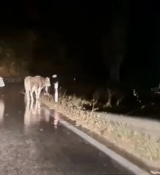 20 супер крави кои не фермаат ниту волови, ниту институции ќе донесат туристи во Крива паланка