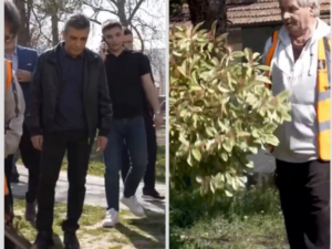 Меџити: Дрвјата од кампусот на „Мајка Тереза“ ќе се пресадат во паркот „Рилиндја“ во Чаир