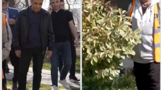 Меџити: Дрвјата од кампусот на „Мајка Тереза“ ќе се пресадат во паркот „Рилиндја“ во Чаир