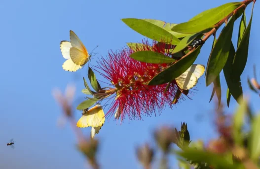 Да ја поздравиме пролетта, пристигнува денеска во 15 часот и 46 минути