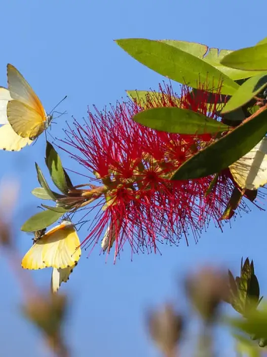 Да ја поздравиме пролетта, пристигнува денеска во 15 часот и 46 минути