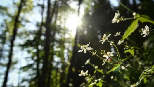 Викенд со вистински пролетен сјај, температури во Скопје до 22 степени
