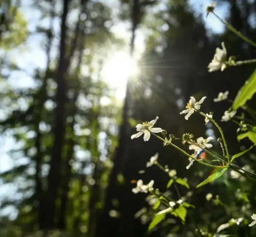 Викенд со вистински пролетен сјај, температури во Скопје до 22 степени