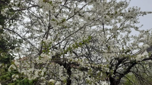 Денеска во Скопје сонце и температура до 23 степени, од утре повторно дожд